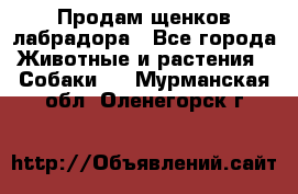 Продам щенков лабрадора - Все города Животные и растения » Собаки   . Мурманская обл.,Оленегорск г.